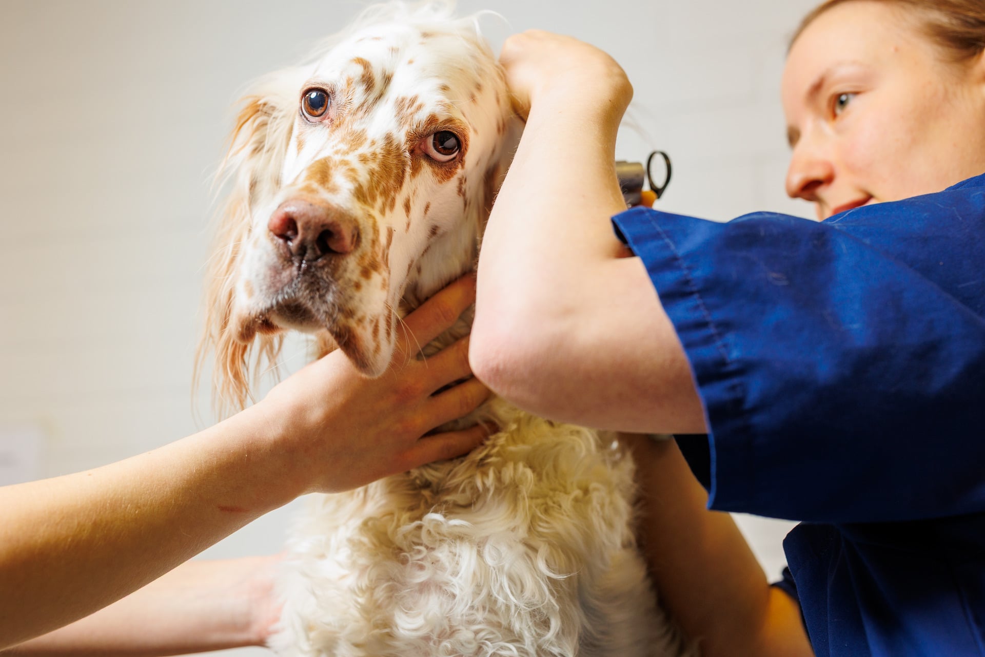 Eläinlääkäri tutkii koiran korvaa.